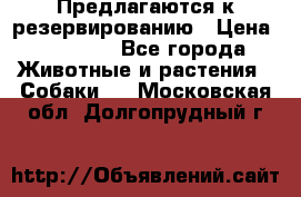 Предлагаются к резервированию › Цена ­ 16 000 - Все города Животные и растения » Собаки   . Московская обл.,Долгопрудный г.